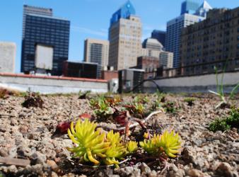 Deborah Solo Talks Green Roofs with City Paper