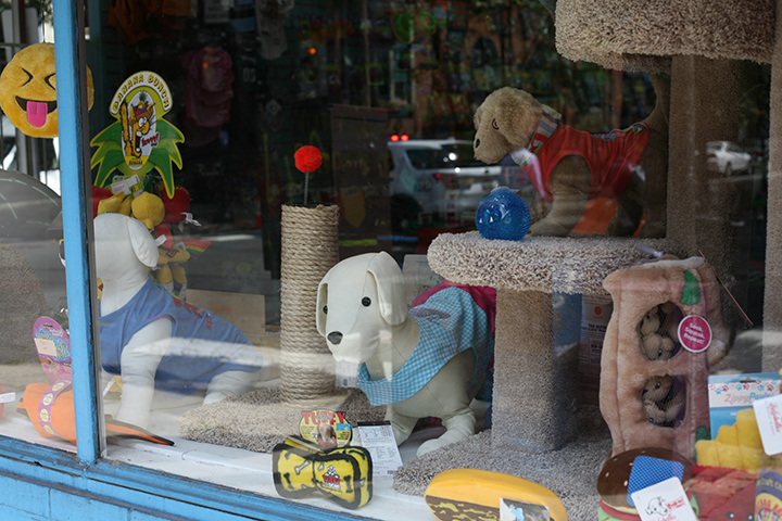 Pet Store Window, Doggie Style, Philadelphia 