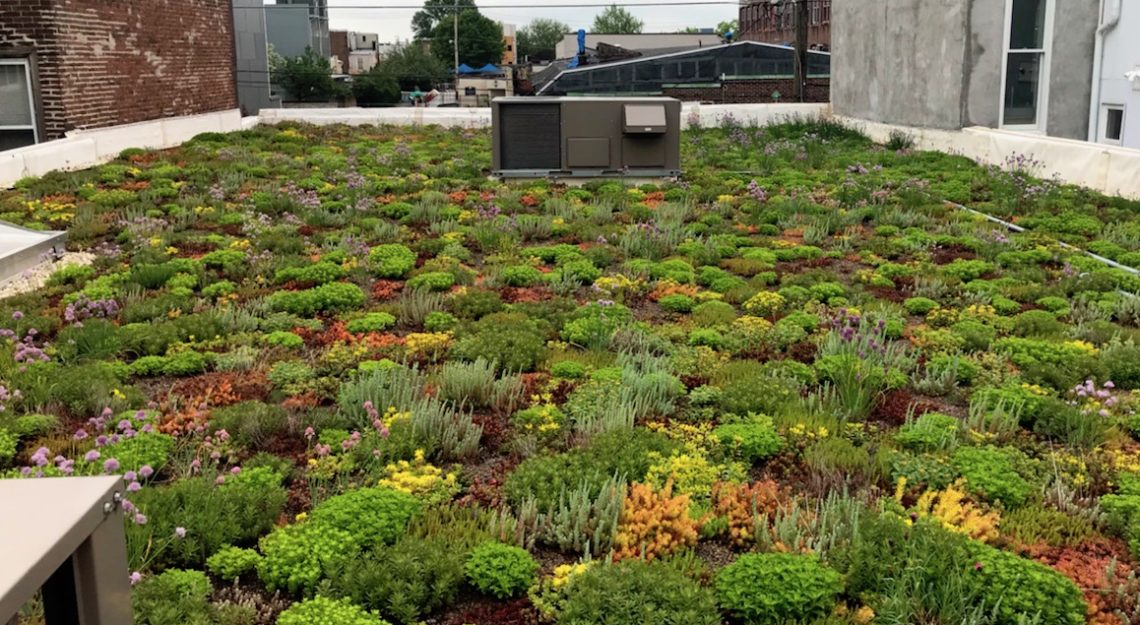 Close up of Green Roof. Photo courtesy of Philadelphia Green Roofs