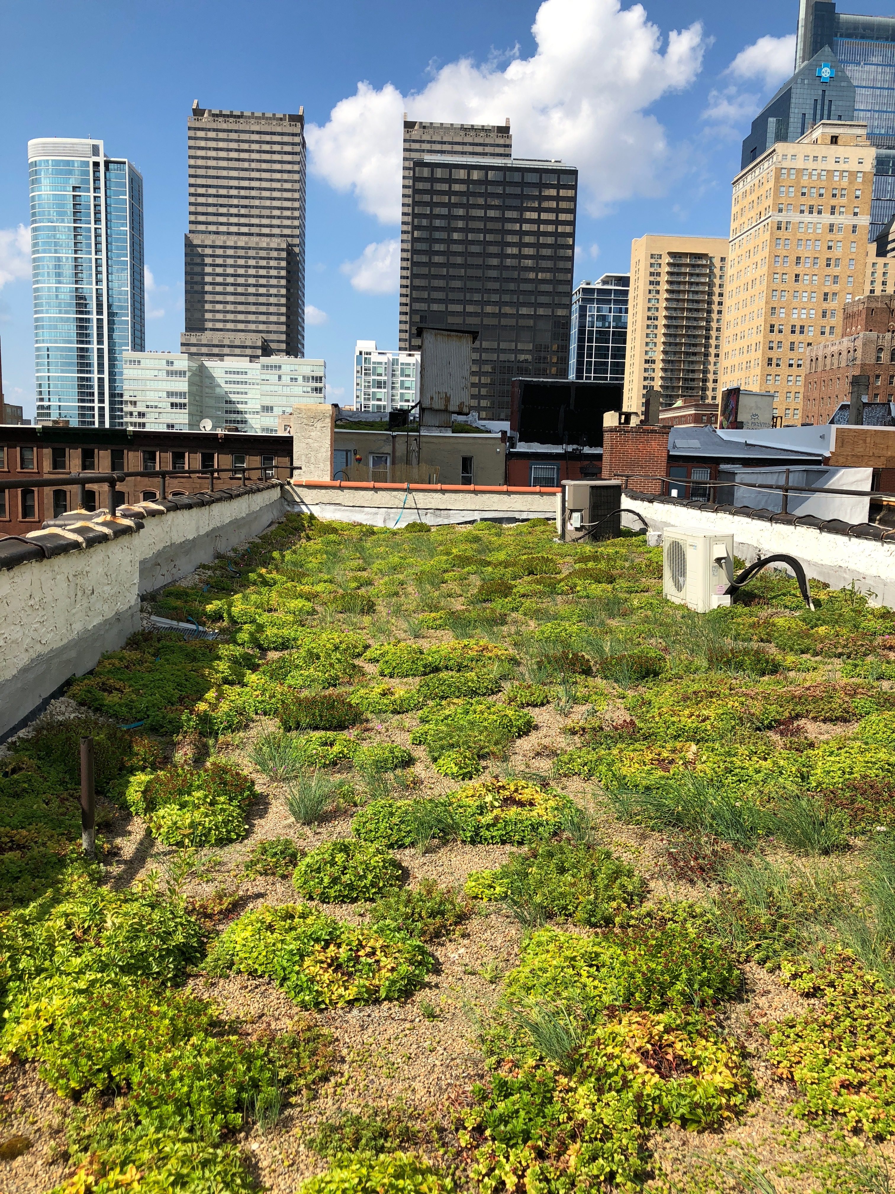 The Solo Real Estate office has had a green roof since 2015