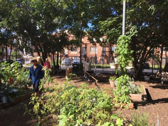 Volunteers working in the garden