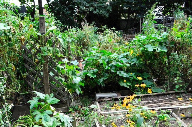 From Vacant Space to Protected Garden: Hawthorne Community Garden