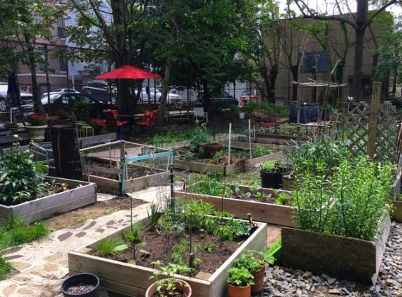 Planting boxes in Hawthorne Community Garden