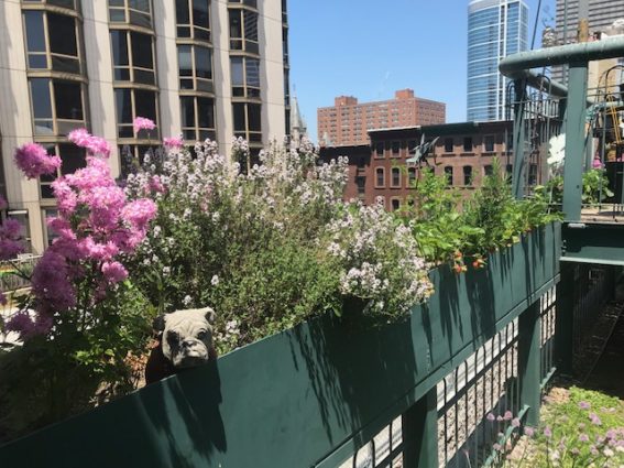 Deborah Solo's deck garden in Philadelphia