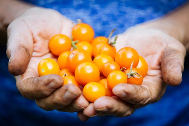 Tomatoes in hand.