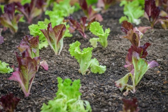 A healthy crop of romaine lettuce