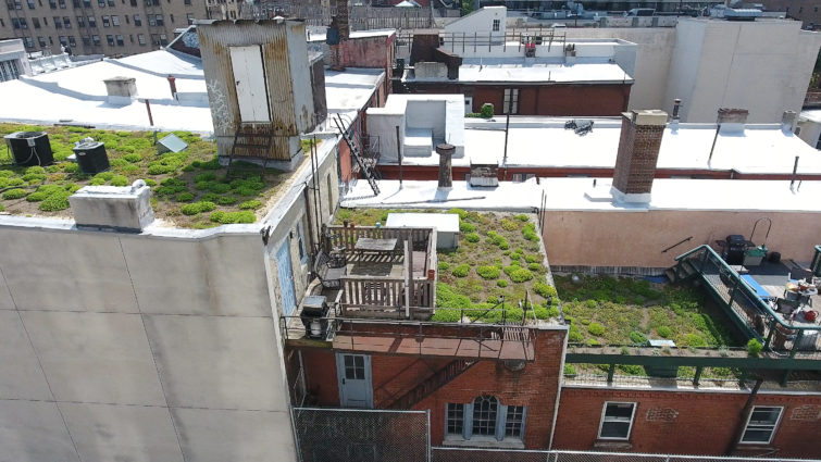 Green roof at 2016 Walnut Street.