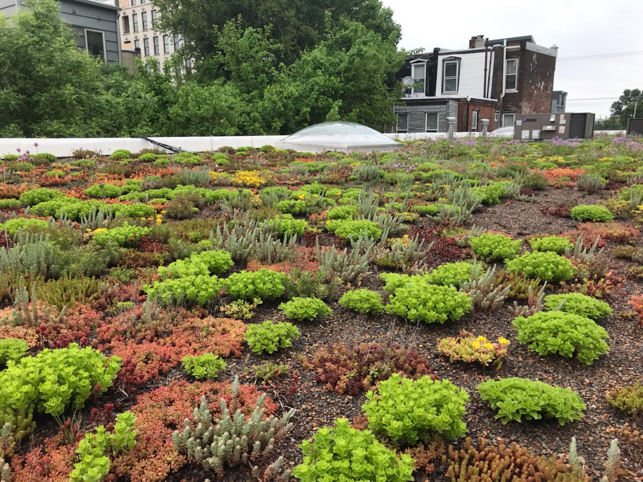 Green roof located above the Indigo Bike Share office. Image courtesy of Philadelphia Green Roofs, LLC.