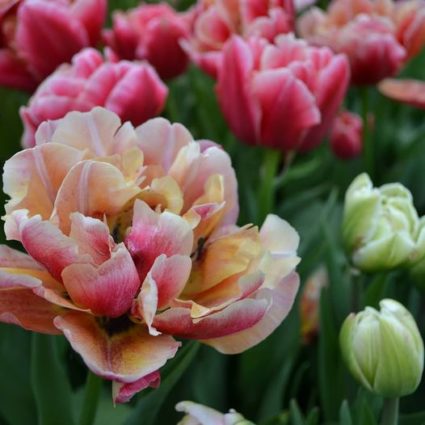 Jig-Bee Tulips. Image courtesy of Jig-Bee Flower Farm.