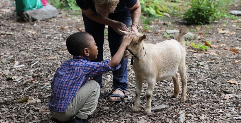 Philly Goat Project. Image: awbury.org