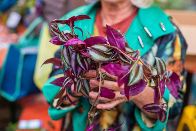 Deborah Solo holds a tradescantia zebrina during one of the PHS plant swaps at the PHS Pop Up Garden on South Street.