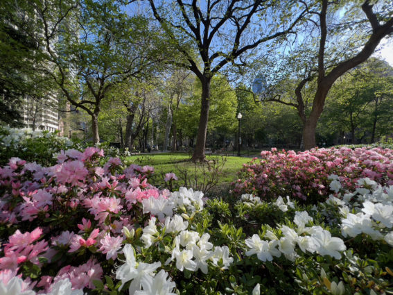 flowers at rittenhouse square park