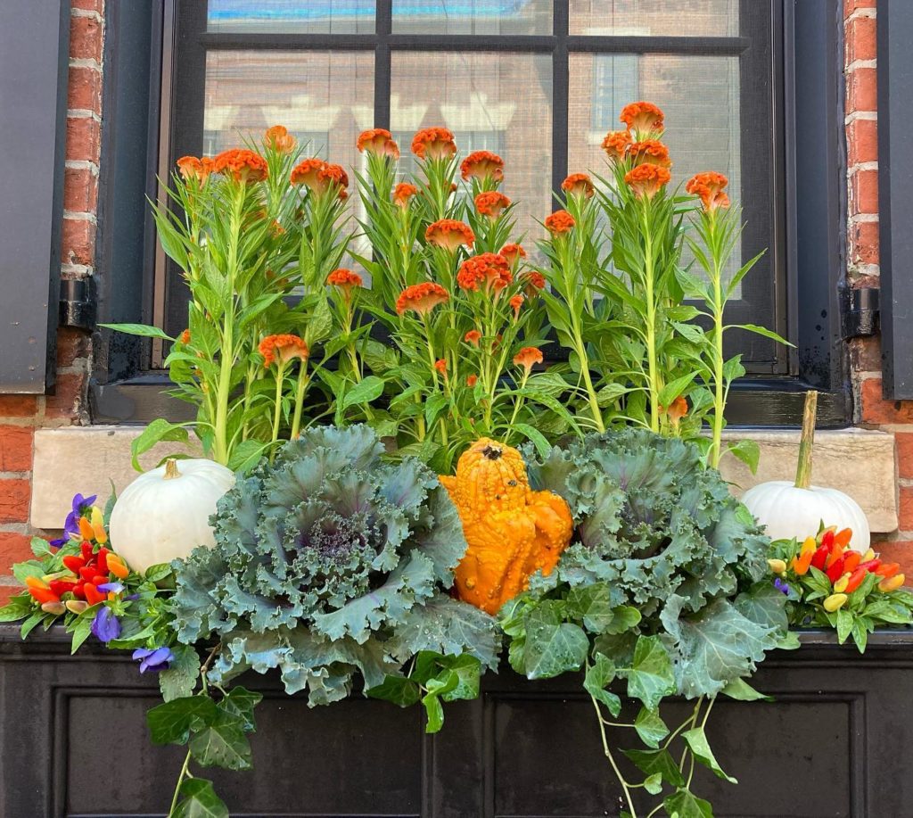 A fall window box by Earthly Delights