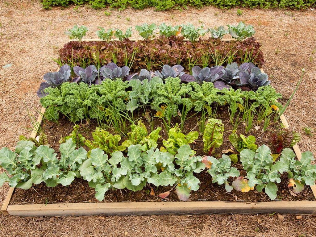 Fall vegetable garden