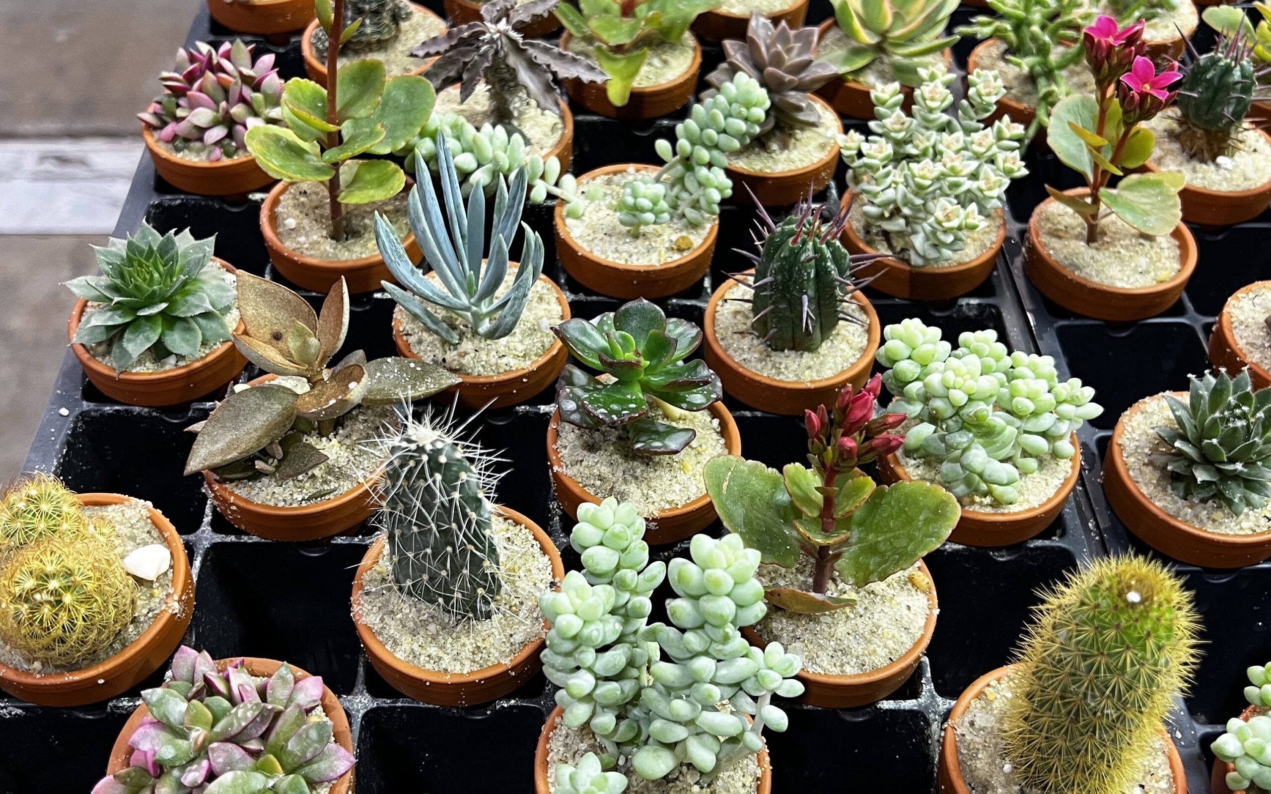 Cactus and Succulents for sale at the Philadelphia Flower Show. Image: Cara Stapleton for Solo Real Estate
