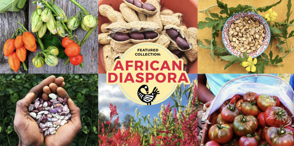 Seeds in the African Diaspora collection. Image: True Love Seeds