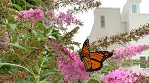 Monarch Butterfly in Kensington, Philadelphia.Image by Stephanie Aviles.