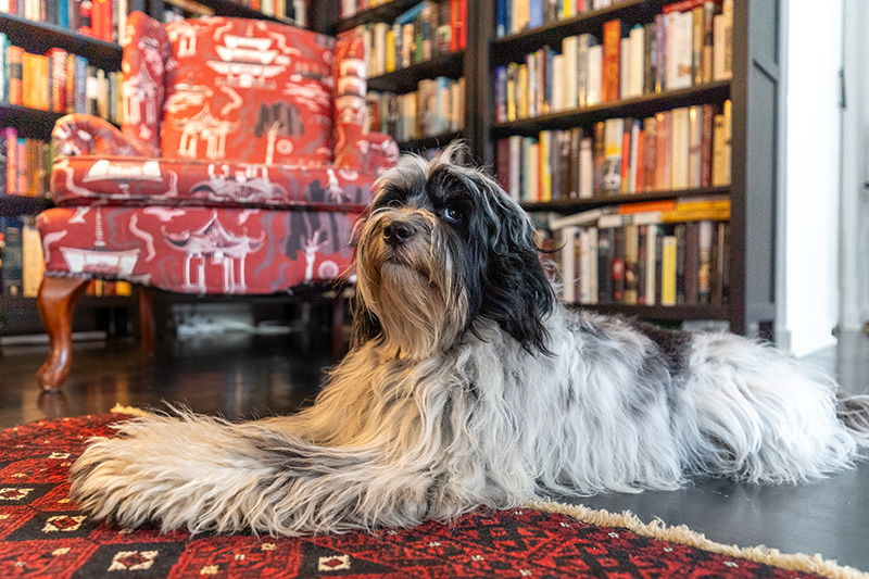 Carolyn McIntyre and Jerry Feierstein's Tibetan Terrier relaxes in their home.